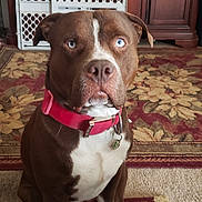Major is registered to the contest to win money with this photo: dog, brown_dog, white_paws, blue_eyes, red_collar, indoor, rug, furniture, wooden_cabinet, pet_gate, carpet, sitting, pet, animal, canine, household, domestic, alert, portrait, floor