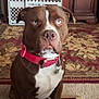 dog, brown_dog, white_paws, blue_eyes, red_collar, indoor, rug, furniture, wooden_cabinet, pet_gate, carpet, sitting, pet, animal, canine, household, domestic, alert, portrait, floor