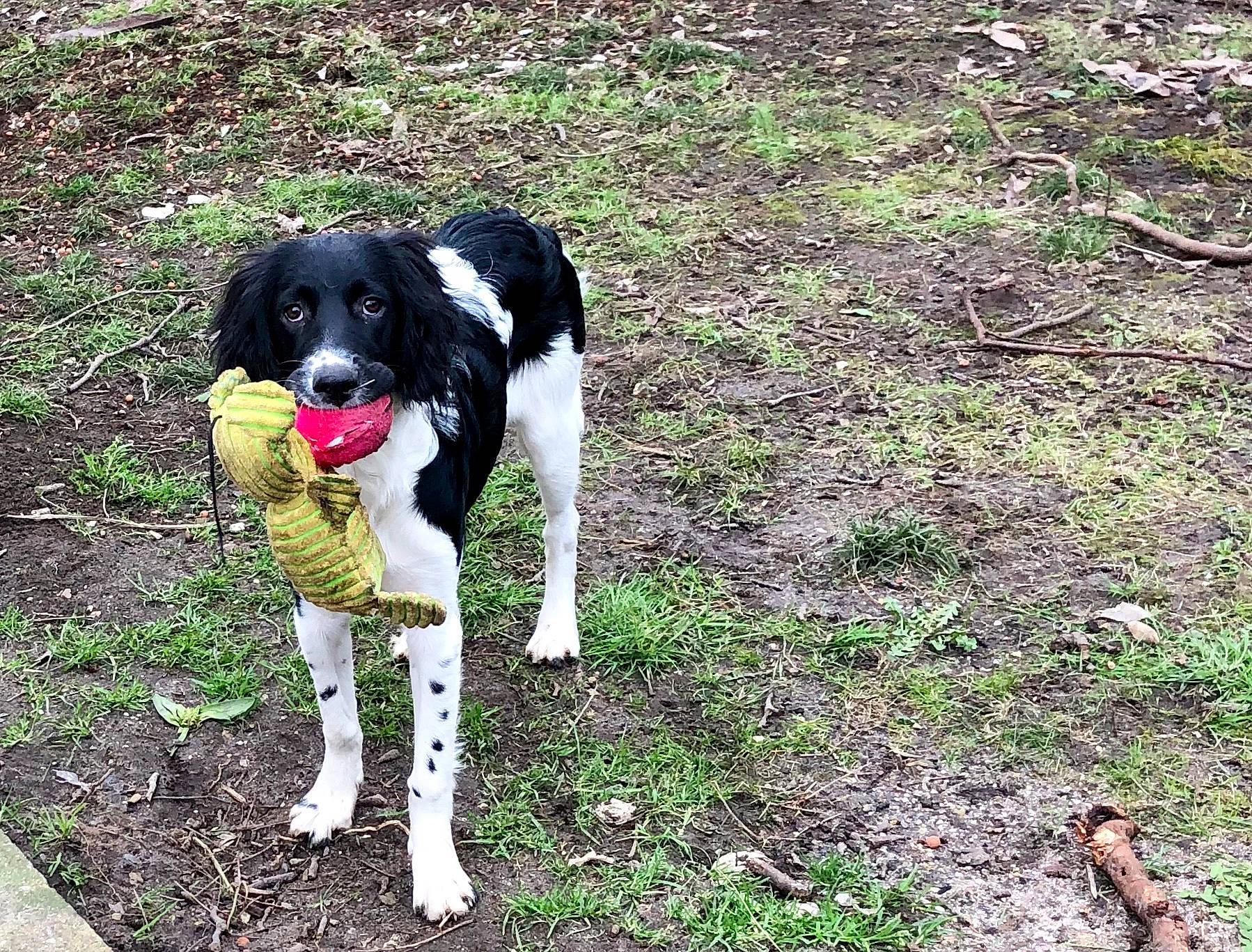 Polska participe au concours pour gagner de l'argent avec cette photo : canidae, carnivore, companion_dog, dog, dog_breed, drentse_patrijshond, french_spaniel, hunting_dog, large_munsterlander, mammal, plant, pointing_breed, rare_breed_dog, retriever, small_munsterlander, spaniel, sporting_group, stabyhoun, wetterhoun