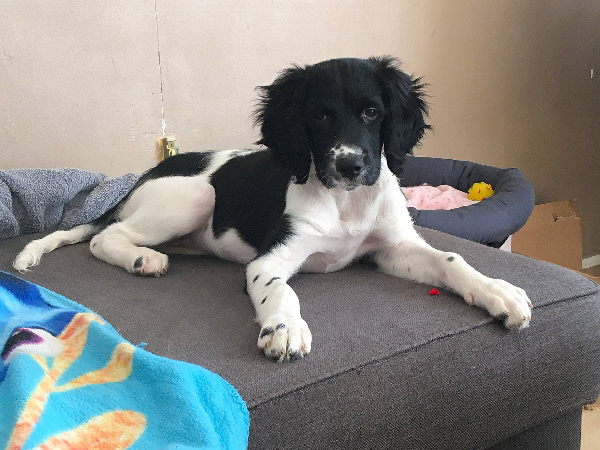 Polska participe au concours pour gagner de l'argent avec cette photo : canidae, carnivore, companion_dog, dog, dog_breed, drentse_patrijshond, english_springer_spaniel, landseer, large_munsterlander, mammal, puppy, rare_breed_dog, small_munsterlander, spaniel, sporting_group, stabyhoun, vertebrate