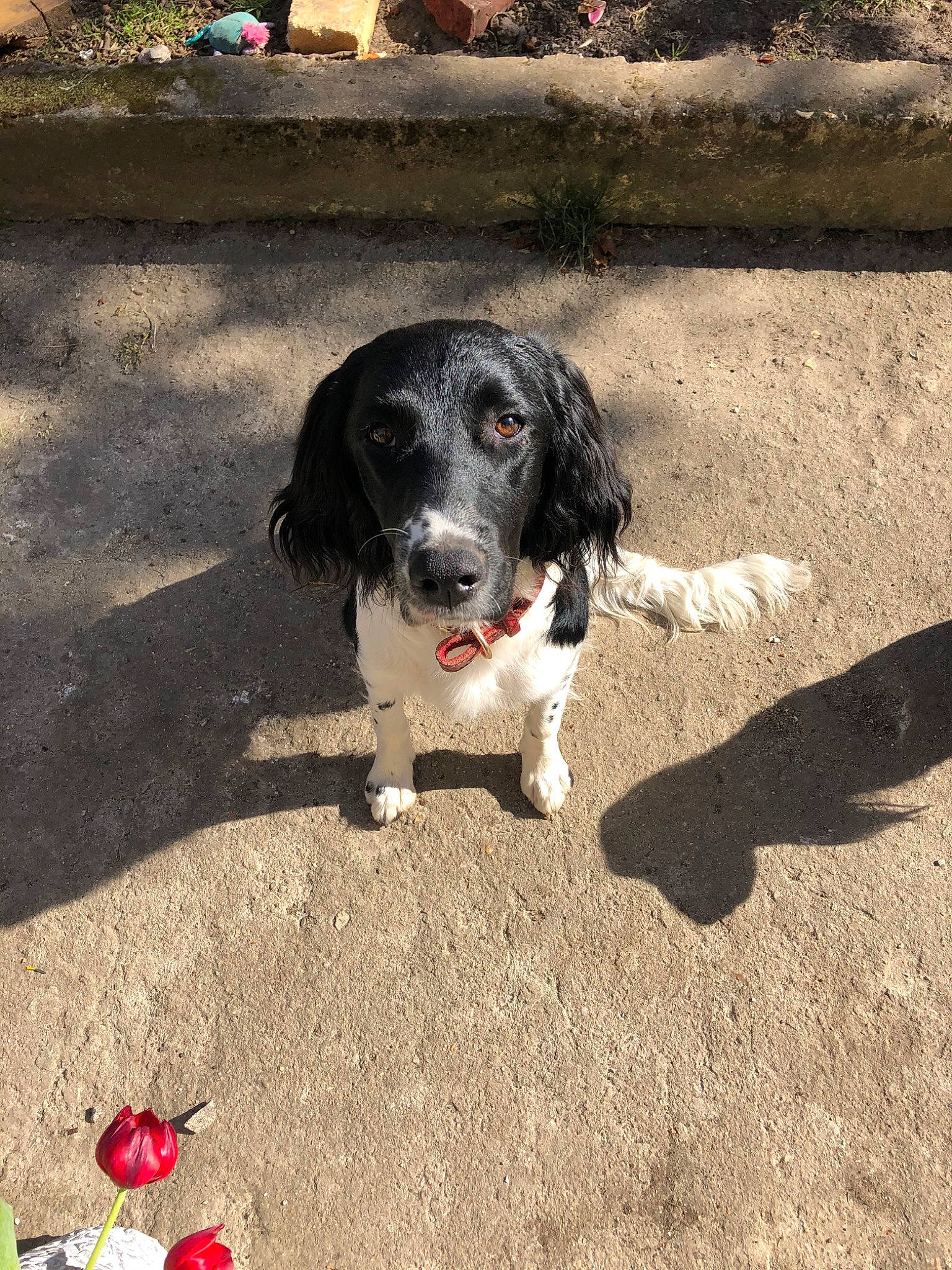 Polska participe au concours pour gagner de l'argent avec cette photo : canidae, carnivore, companion_dog, dog, dog_breed, english_springer_spaniel, rare_breed_dog, russian_spaniel, small_munsterlander, snout, spaniel, sporting_group, stabyhoun