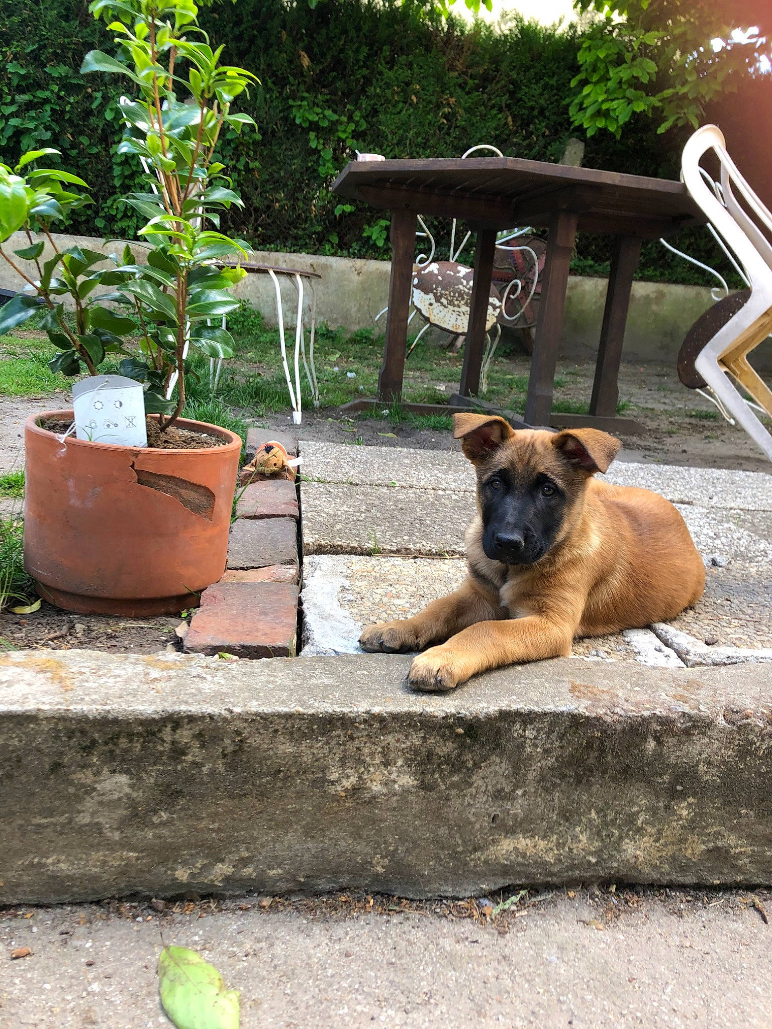 Rim a rejoint le concours — aidez-le/la à gagner de superbes lots ! belgian_shepherd_malinois, black_mouth_cur, canidae, carnivore, dog, dog_breed, fawn, flower, plant, potcake_dog, snout, street_dog, vacation, working_dog