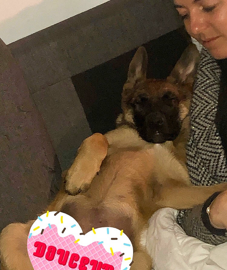 Rim participe au concours pour gagner de l'argent avec cette photo : belgian_shepherd_malinois, canidae, carnivore, dog, dog_breed, fawn, german_shepherd_dog, mammal, puppy_love