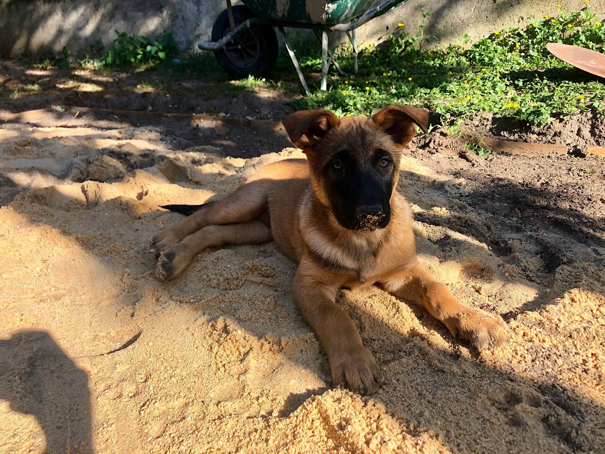 Rim a rejoint le concours — aidez-le/la à gagner de superbes lots ! belgian_shepherd_malinois, canidae, carnivore, dog, dog_breed, fawn, mammal, street_dog