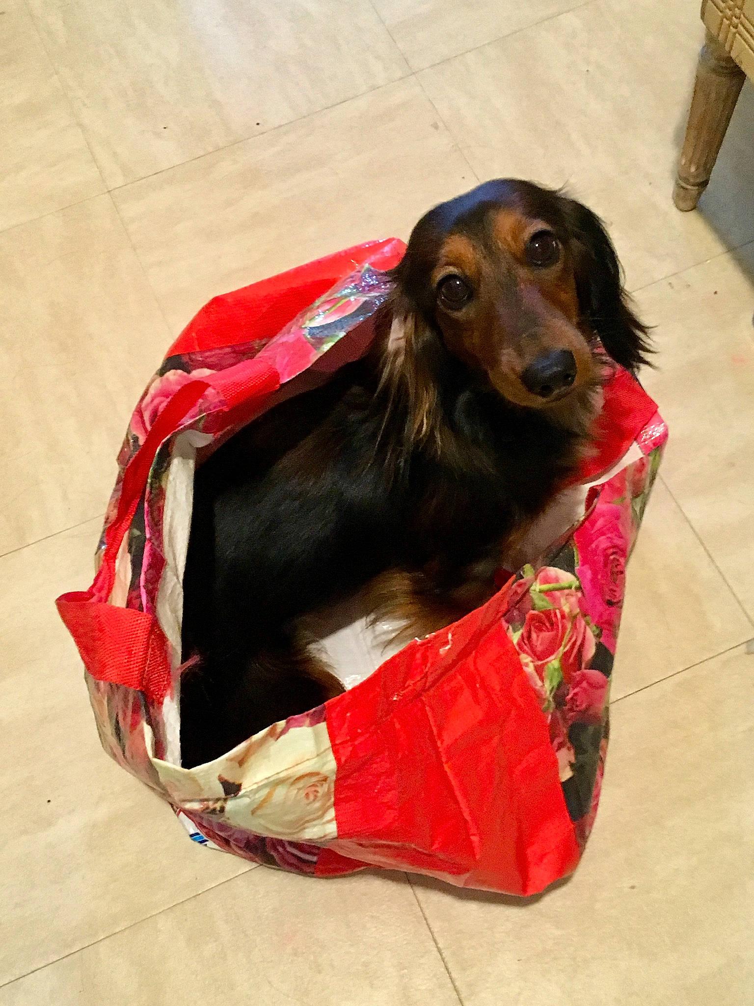 Ohara a rejoint le concours — aidez-le/la à gagner de superbes lots ! afghan_hound, canidae, carnivore, companion_dog, dachshund, dog, dog_bed, dog_breed, snout, sporting_group