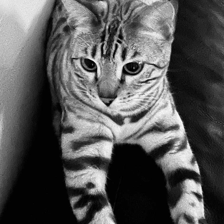 Nalou La Bengalou a rejoint le concours — aidez-le/la à gagner de superbes lots ! animal, black_and_white, cat, closeup, curious, domestic, ears, feline, fur, indoor, laying, mammal, paws, pet, portrait, relaxed, spotted, stretching, striped, whiskers