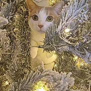 Tader is registered to the contest to win money with this photo: cat, christmas_tree, holiday_lights, snowy_branches, curious, pet, indoor, festive, white_and_orange_cat, decorations, winter_theme, closeup, cute, animal, tree_branches, lights, fluffy, christmas, nature, celebration