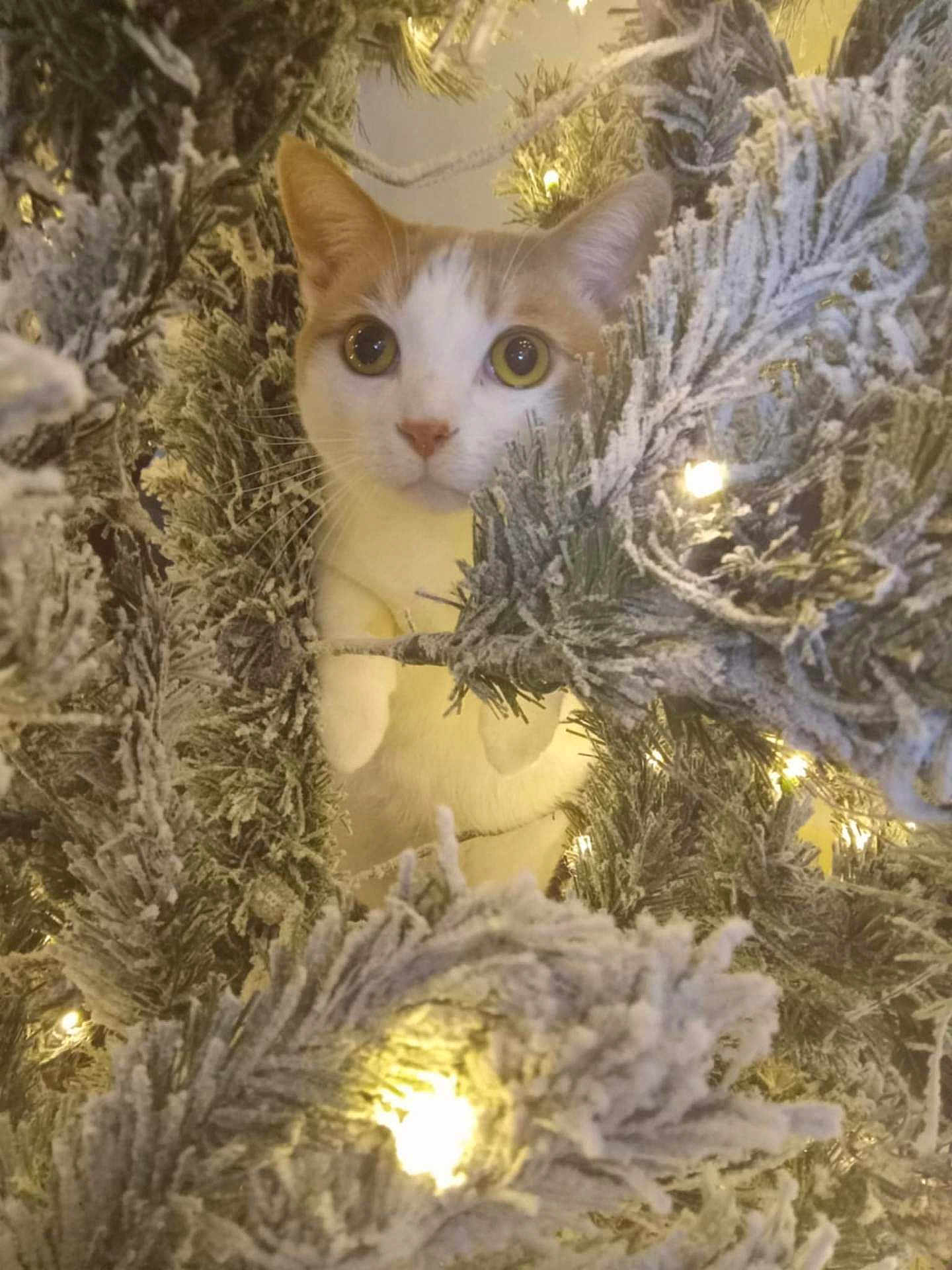 Tader is registered to the contest to win money with this photo: cat, christmas_tree, holiday_lights, snowy_branches, curious, pet, indoor, festive, white_and_orange_cat, decorations, winter_theme, closeup, cute, animal, tree_branches, lights, fluffy, christmas, nature, celebration