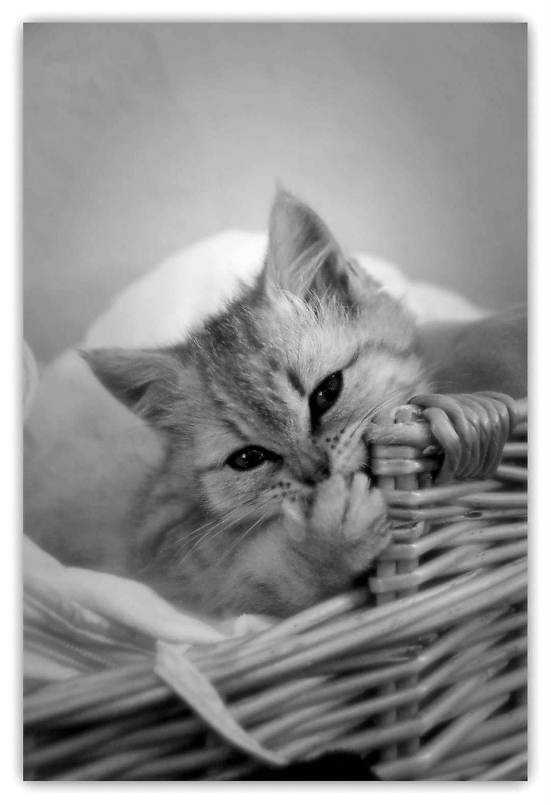 Cocoon a rejoint le concours — aidez-le/la à gagner de superbes lots ! art, black_and_white, carnivore, cat, close_up, comfort, felidae, fur, grey, monochrome, monochrome_photography, natural_material, paw, small_to_medium_sized_cats, snapshot, snout, still_life_photography, stock_photography, style, whiskers