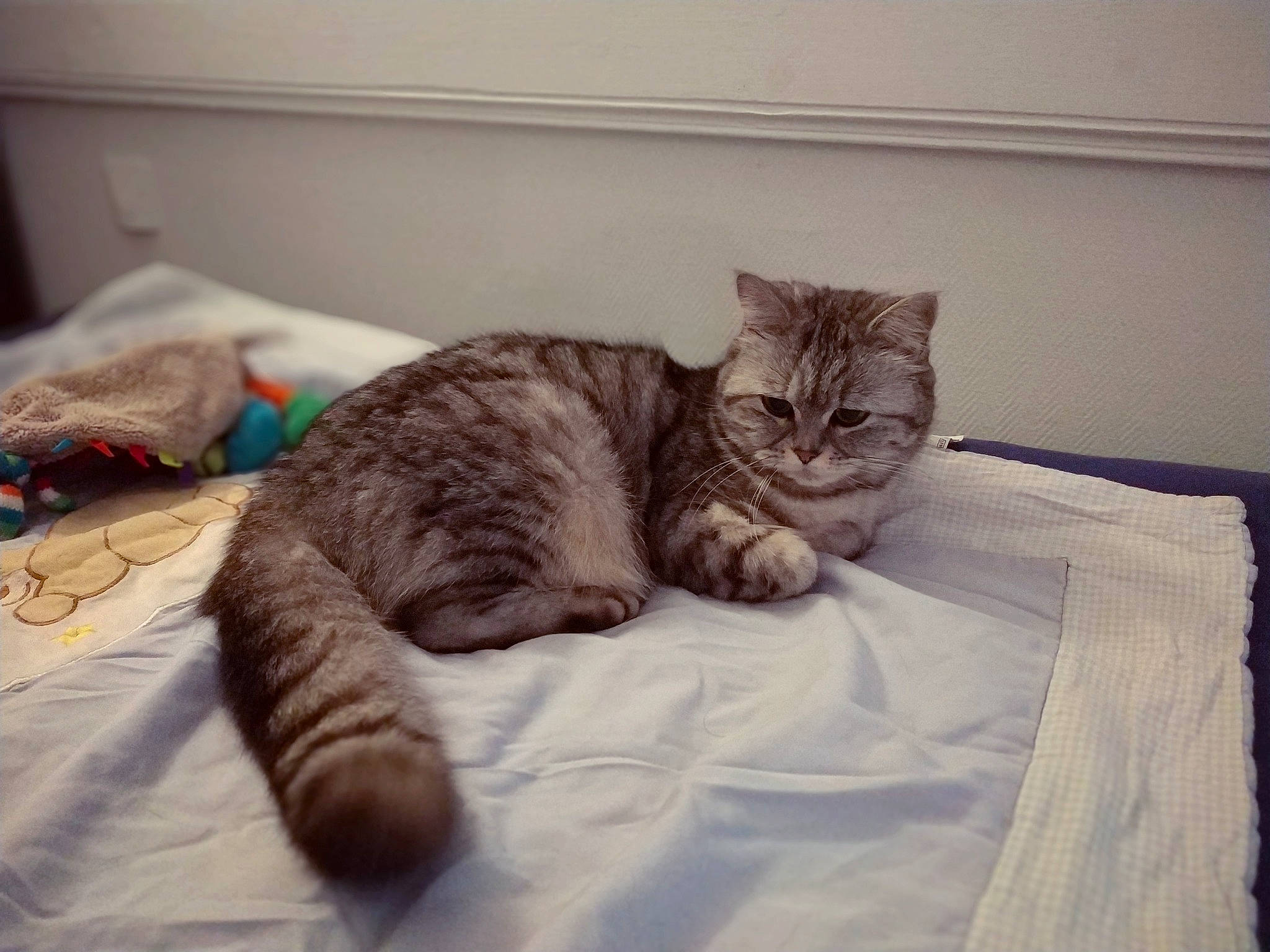 Cocoon a rejoint le concours — aidez-le/la à gagner de superbes lots ! bed, bedding, carnivore, cat, cat_supply, claw, comfort, domestic_short_haired_cat, felidae, fur, grey, linens, nap, paw, pet_supply, room, small_to_medium_sized_cats, snout, tail, whiskers