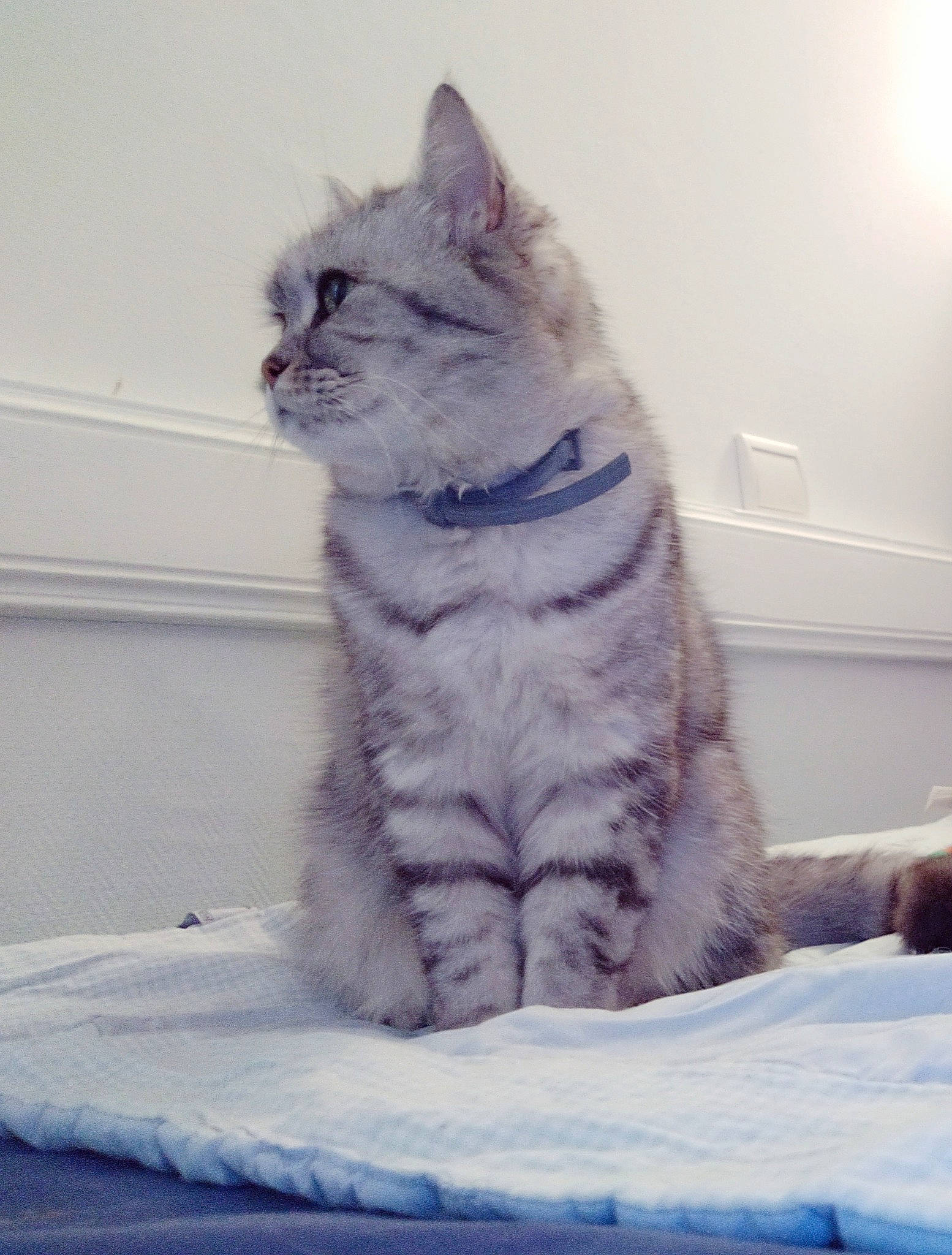 Cocoon a rejoint le concours — aidez-le/la à gagner de superbes lots ! carnivore, cat, comfort, domestic_short_haired_cat, electric_blue, felidae, freezing, fur, paw, sitting, small_to_medium_sized_cats, snout, snow, tail, whiskers, winter