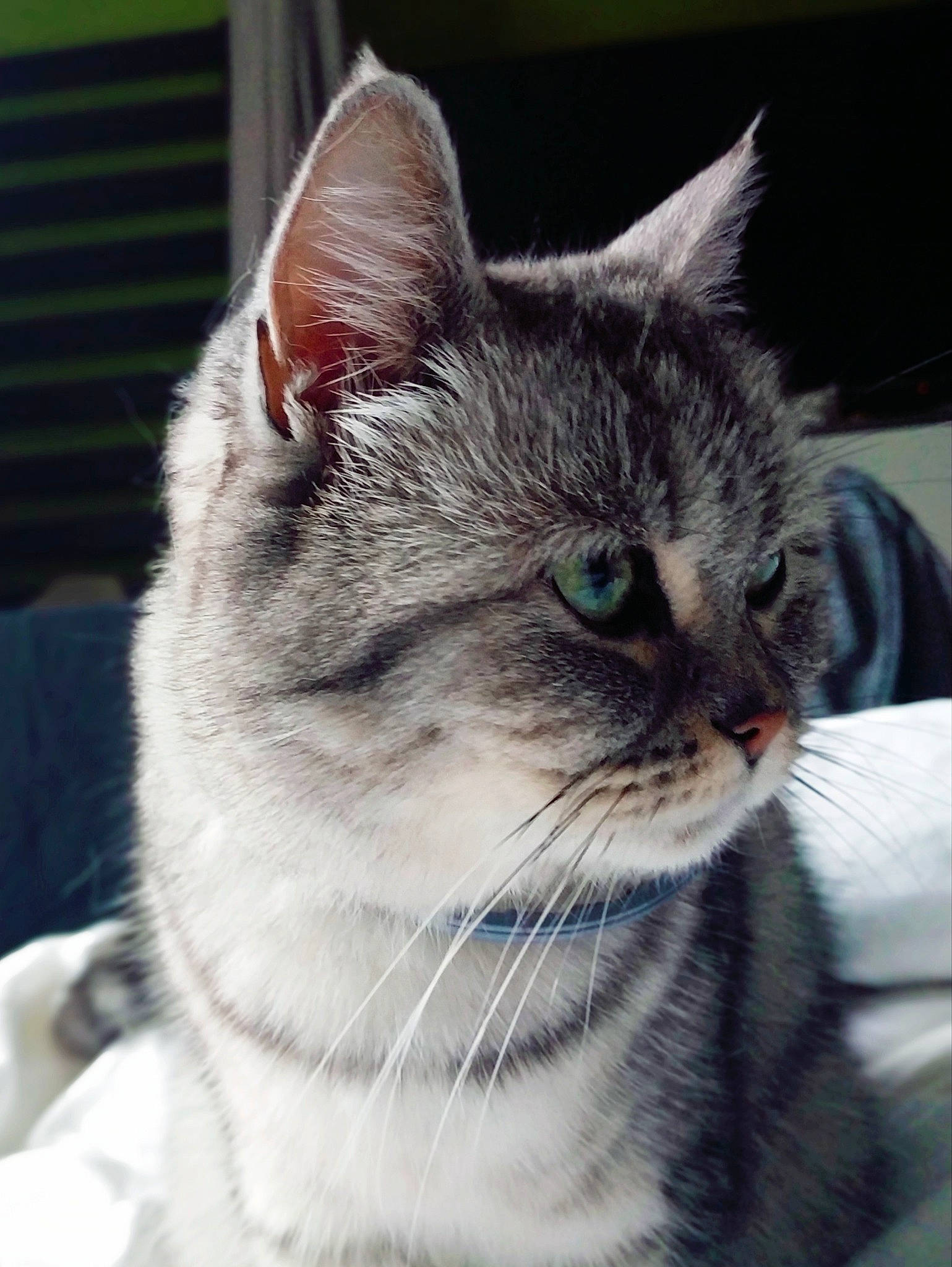 Cocoon a rejoint le concours — aidez-le/la à gagner de superbes lots ! carnivore, cat, claw, collar, domestic_short_haired_cat, felidae, fur, iris, paw, photo_caption, small_to_medium_sized_cats, snout, tail, terrestrial_animal, whiskers, wildlife, window