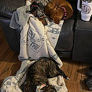 Angle is registered to the contest to win money with this photo: dog, blanket, couch, leather, sleeping, brown, black, white, floor, collar, pet, indoor, resting, fur, wood, comfort, pile, animal, cozy, relaxation