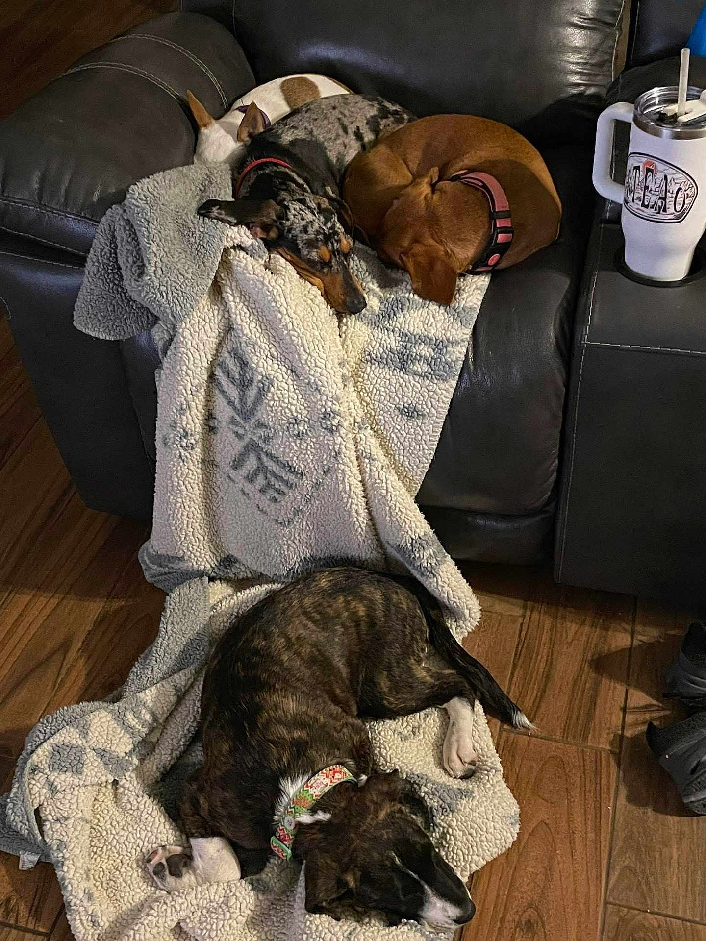 Angle is registered to the contest to win money with this photo: dog, blanket, couch, leather, sleeping, brown, black, white, floor, collar, pet, indoor, resting, fur, wood, comfort, pile, animal, cozy, relaxation