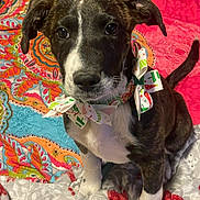 Addie May is registered to the contest to win money with this photo: puppy, dog, bow, bed, blanket, colorful, patterned, indoor, pet, cute, ears, fur, white_paws, black_and_white, tail, sitting, looking, holiday, decor, animal