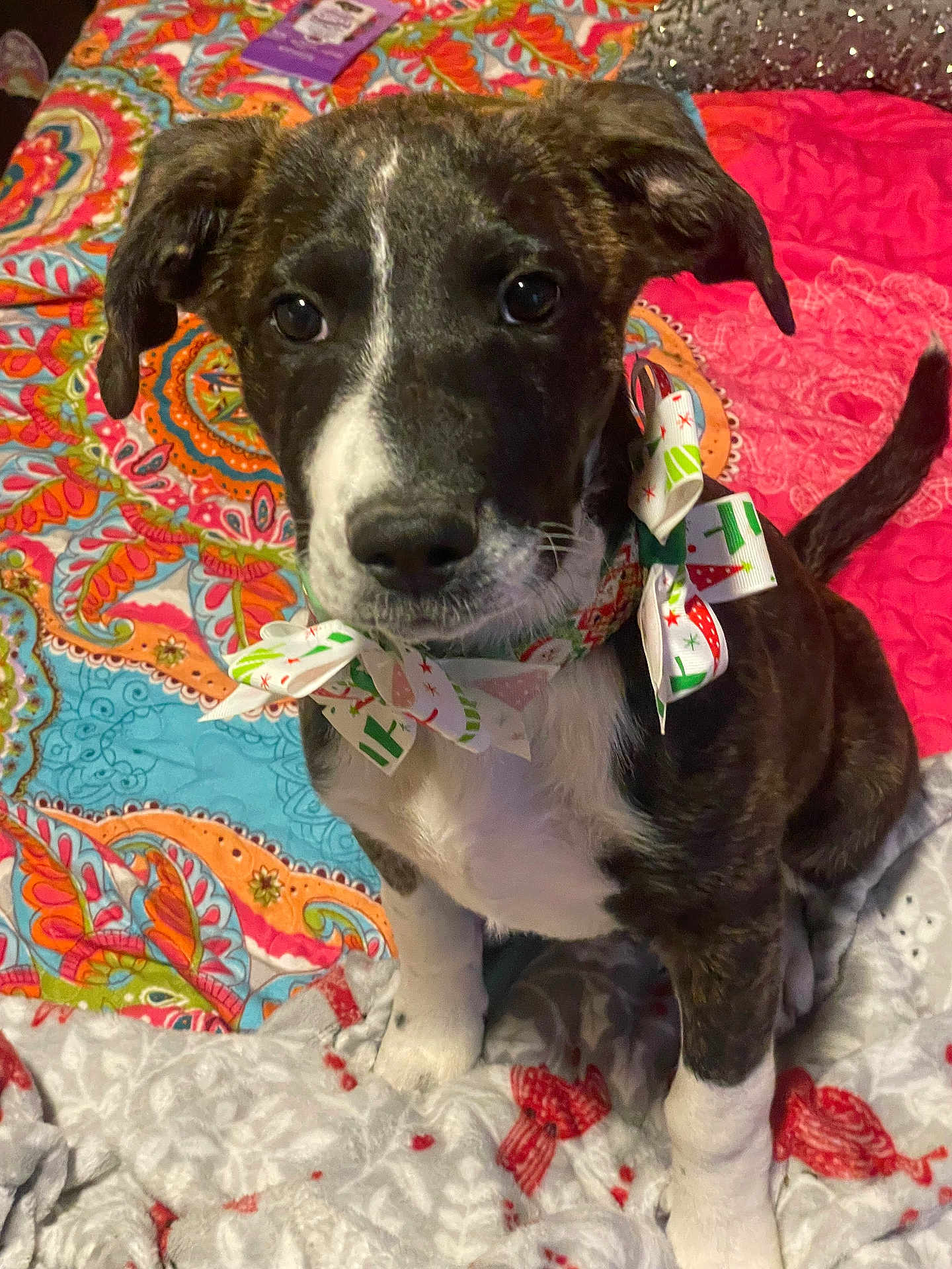 Addie May is registered to the contest to win money with this photo: puppy, dog, bow, bed, blanket, colorful, patterned, indoor, pet, cute, ears, fur, white_paws, black_and_white, tail, sitting, looking, holiday, decor, animal