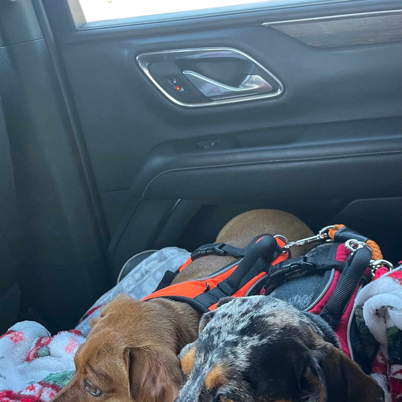 Molly is registered to the contest to win money with this photo: animal, blanket, canine, car_interior, close_up, companion, dog, domestic_animal, door_handle, fur, harness, leash, pet, relaxed, resting, seat, side_view, travel, two_dogs, window