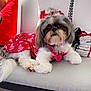animal, collar, couch, cozy, cute, decor, dog, fur, heart_pattern, indoor, living_room, pet, pillow, plant, red_dress, red_wall, relaxed, seated, shih_tzu, small_dog