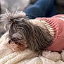 blanket, blue_jeans, blurred_background, companion, cozy, cute, dog, domestic_animal, fur, indoor, long_hair, person, pet, pink_sweater, reclining, resting, sleeping, small_dog, top_knot, white_blanket