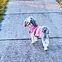 alone, animal, canine, clothing, curious, cute, daylight, dog, fur, grass, looking_back, nature, outdoor, pathway, pavement, pet, pink_sweater, sidewalk, small_dog, walking