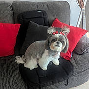 Maggie is registered to the contest to win money with this photo: animal, bow, couch, cozy, dog, domestic_pet, door, floor_tile, fur, furniture, gray_couch, guitar, haircut, home, indoor, pet, pillow, red_pillow, sitting, small_dog