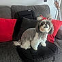 Maggie is registered to the contest to win money with this photo: adorable, animal, black_cushion, couch, cute, decor, dog, fur, furniture, gray_couch, guitar, hair_bow, home, indoor, living_room, pet, pillow, red_bow, seated, small_dog