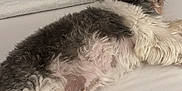 Maggie joined the competition — help win amazing prizes! dog, sleeping, bed, white_bedspread, furniture, quilt, cozy, fluffy, indoor, paw, fur, relaxing, resting, bedroom, canine, white, gray, home, nap, comfort