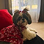 Maggie is registered to the contest to win money with this photo: adorable, animal, blurred_background, bows, companion, cozy, curtain, cushion, cute, dog, fluffy, fur, home, indoor, pet, portrait, red_dress, relaxed, small_dog, window