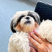 Maggie joined the competition — help win amazing prizes! dog, pet, fluffy, white_fur, black_fur, hand, nails, cute, animal, companion, portrait, close_up, paw, furry, domestic_animal, friendly, indoor, relaxation, love, touch