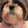 Maggie joined the competition — help win amazing prizes! dog, close_up, fluffy, pink_hair_tie, pink_bowtie, fur, pet, cute, animal, indoor, blanket, resting, face, black_nose, white_fur, brown_fur, adorable, small_dog, looking, soft