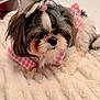 Maggie is registered to the contest to win money with this photo: dog, small_dog, fluffy, pink_hair_tie, pink_checkered_outfit, blanket, bedroom, indoor, cozy, fur, pet, cute, animal, resting, fur_pattern, soft_texture, decor, furniture, relaxed, adorable