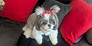 Maggie joined the competition — help win amazing prizes! animal, black_cushion, bow, companion, couch, cute, dog, floor_tile, fur, gray_couch, gray_pillow, home, indoor, looking_away, pet, pillows, red_bow, red_pillow, sitting, small_dog