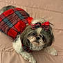 accessory, adorable, animal, bed, blanket, bow, cozy, cute, dog, domestic_animal, fashion, fluffy, fur, indoor, lying_down, pet, plaid, portrait, small_dog, soft