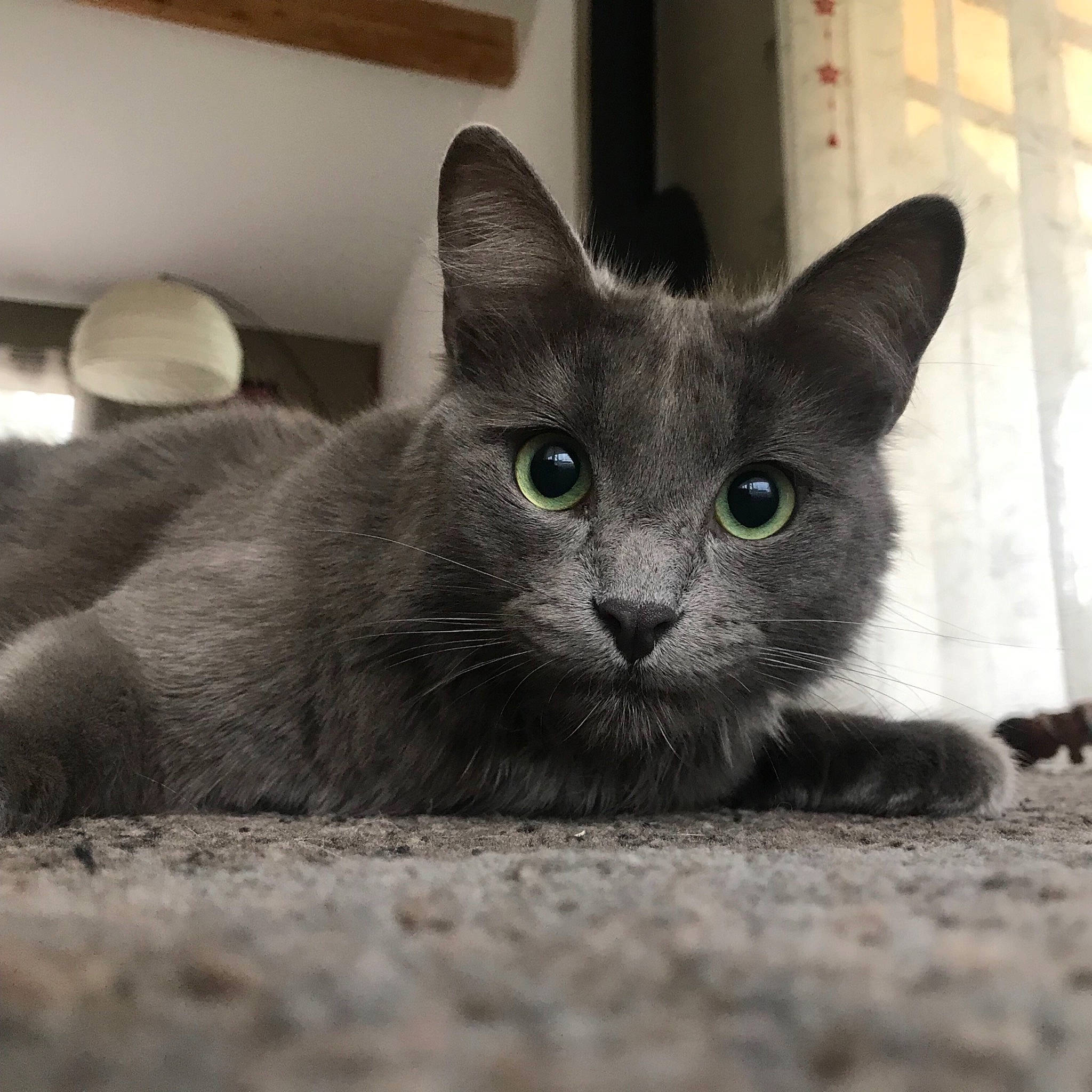 Beo a rejoint le concours — aidez-le/la à gagner de superbes lots ! asian, black_cat, burmese, carnivore, cat, chartreux, domestic_short_haired_cat, eye, felidae, kitten, korat, mammal, nebelung, russian_blue, small_to_medium_sized_cats, snout, vertebrate, whiskers