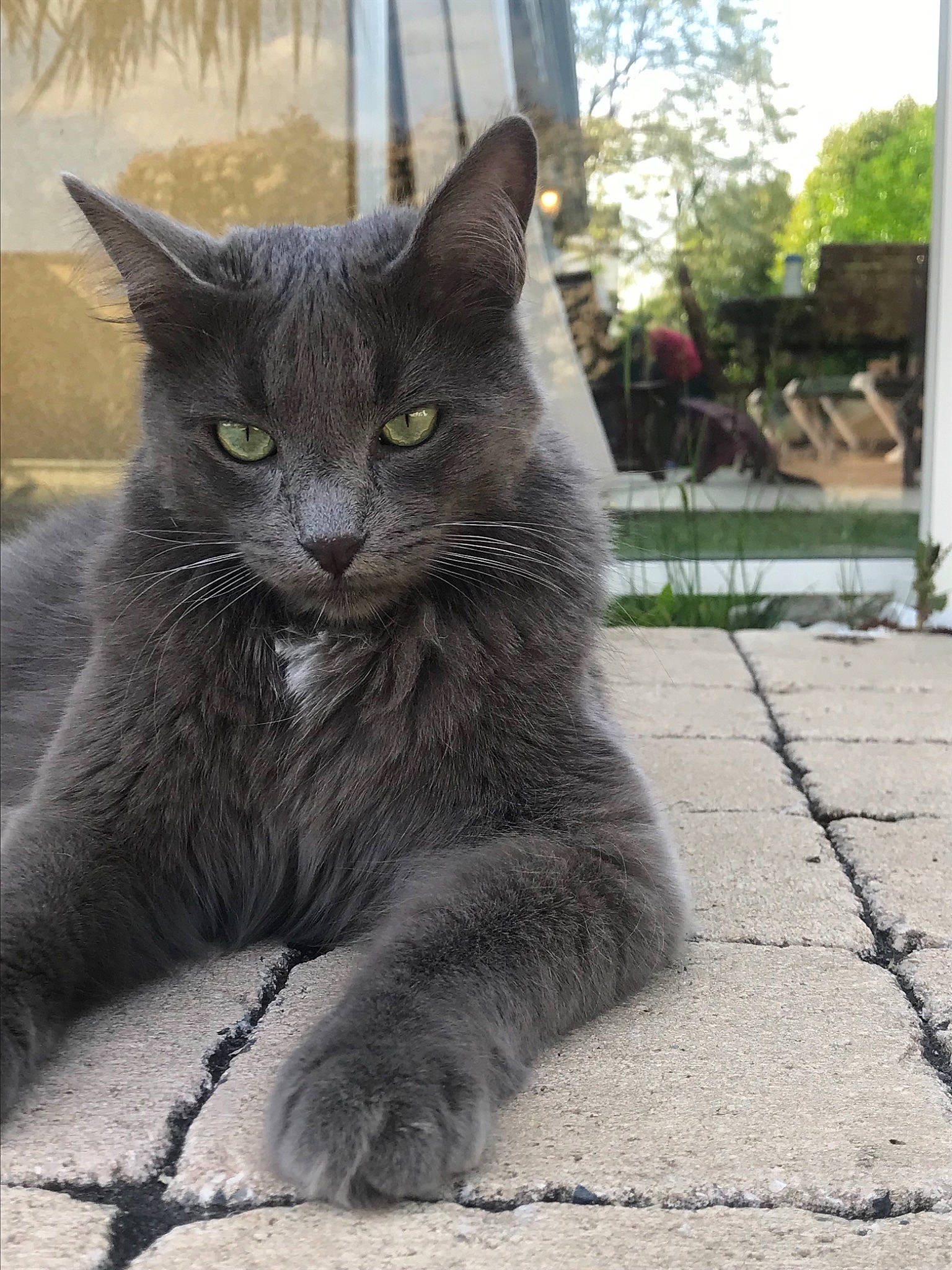 Beo a rejoint le concours — aidez-le/la à gagner de superbes lots ! asian, black_cat, british_semi_longhair, carnivore, cat, chartreux, domestic_short_haired_cat, european_shorthair, eye, felidae, korat, mammal, nebelung, polydactyl_cat, russian_blue, small_to_medium_sized_cats, snout, vertebrate, whiskers, window