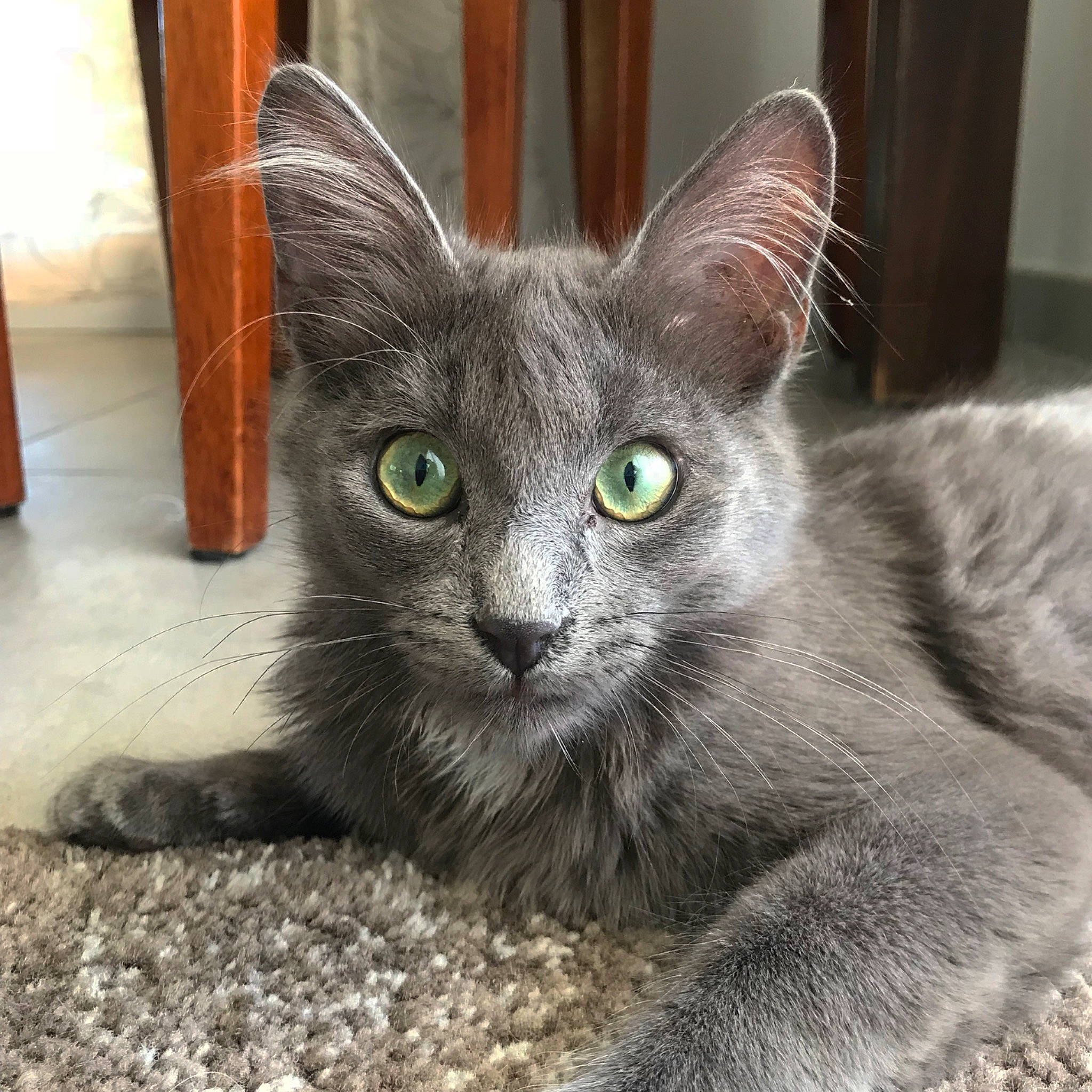 Beo participe au concours pour gagner de l'argent avec cette photo : asian, australian_mist, burmese, carnivore, cat, chartreux, domestic_short_haired_cat, european_shorthair, felidae, kitten, korat, mammal, nebelung, russian_blue, small_to_medium_sized_cats, snout, vertebrate, whiskers