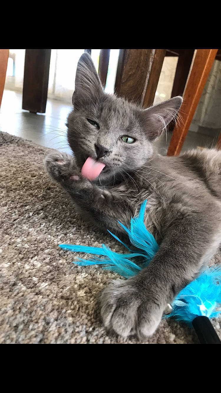 Beo a rejoint le concours — aidez-le/la à gagner de superbes lots ! asian, carnivore, cat, chartreux, domestic_short_haired_cat, felidae, german_rex, kitten, korat, mammal, nebelung, russian_blue, small_to_medium_sized_cats, vertebrate, whiskers