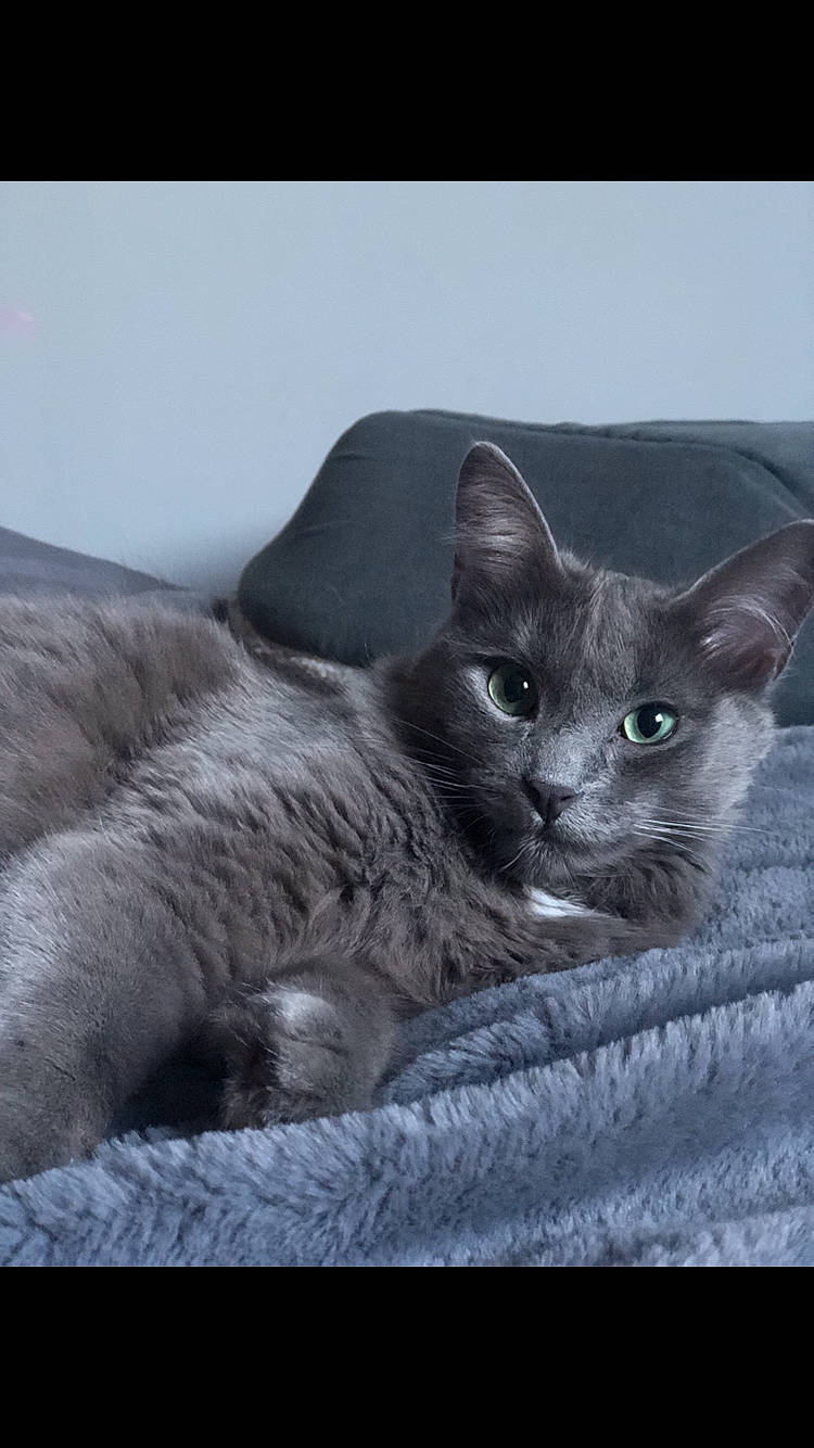 Beo a rejoint le concours — aidez-le/la à gagner de superbes lots ! asian, burmese, carnivore, cat, chartreux, domestic_short_haired_cat, european_shorthair, felidae, german_rex, kitten, korat, mammal, nebelung, oriental_longhair, russian_blue, small_to_medium_sized_cats, snout, vertebrate, whiskers