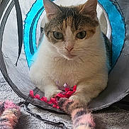 Chivas a rejoint le concours — aidez-le/la à gagner de superbes lots ! animal, blue, carpet, cat, closeup, colorful, cozy, curious, feline, fur, fuzzy_toy, gray, indoor, looking, paws, pet, playful, toy, tunnel, white