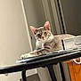 cat, gray_cat, indoor, furniture, stool, relaxed, animal, pet, domestic_cat, household, wooden_cabinet, door, curious, seated, table, resting, looking, whiskers, ears, fur