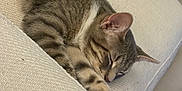 Willow is registered to the contest to win money with this photo: cat, tabby, sleeping, couch, furniture, indoor, cozy, pet, resting, whiskers, fur, paw, relaxation, domestic_animal, mammal, home, cute, soft, calm, animal