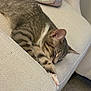 cat, tabby, sleeping, couch, furniture, indoor, cozy, pet, resting, whiskers, fur, paw, relaxation, domestic_animal, mammal, home, cute, soft, calm, animal