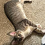 Willow joined the competition — help win amazing prizes! cat, tabby, gray_cat, white_paws, white_chest, carpet, indoor, pet, animal, relaxed, lying_down, curious, fur, whiskers, ears, tail, floor, sock, foot, cozy