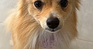 Rumi joined the competition — help win amazing prizes! dog, small_dog, fluffy, golden_fur, pet, animal, cute, indoor, floor, tile, looking_up, ears, face, fur, canine, companion, domestic, friendly, alert, adorable