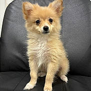 Rumi is registered to the contest to win money with this photo: puppy, dog, fluffy, sitting, black_leather_chair, indoor, window_blinds, curious, ears_up, golden_fur, pet, cute, small_dog, animal, companion, domestic_animal, young_dog, portrait, furniture, household
