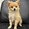 animal, black_leather_chair, companion, curious, cute, dog, domestic_animal, ears_up, fluffy, furniture, golden_fur, household, indoor, pet, portrait, puppy, sitting, small_dog, window_blinds, young_dog