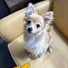Rumi joined the competition — help win amazing prizes! dog, small_dog, fluffy, beige_chair, indoor, pet, curious, ears, fur, animal, cute, looking_up, yellow_jacket, cozy, domestic, companion, sitting, soft_light, portrait, friendly