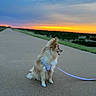 Rumi is registered to the contest to win money with this photo: dog, sunset, path, leash, harness, outdoor, nature, sky, clouds, greenery, pet, canine, walking, side_view, pavement, evening, scenic, animal, fluffy, calm