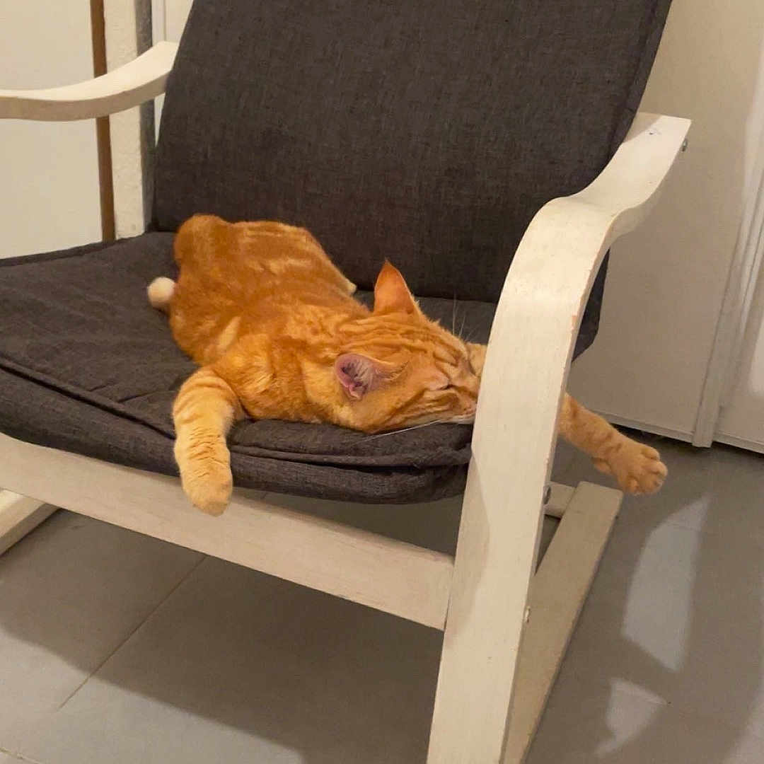 Caramel participe au concours pour gagner de l'argent avec cette photo : animal, cat, chair, comfort, cozy, cushion, domestic, feline, floor, furniture, ginger_cat, home, indoor, paw, pet, relaxing, resting, sleeping, stretching, tile