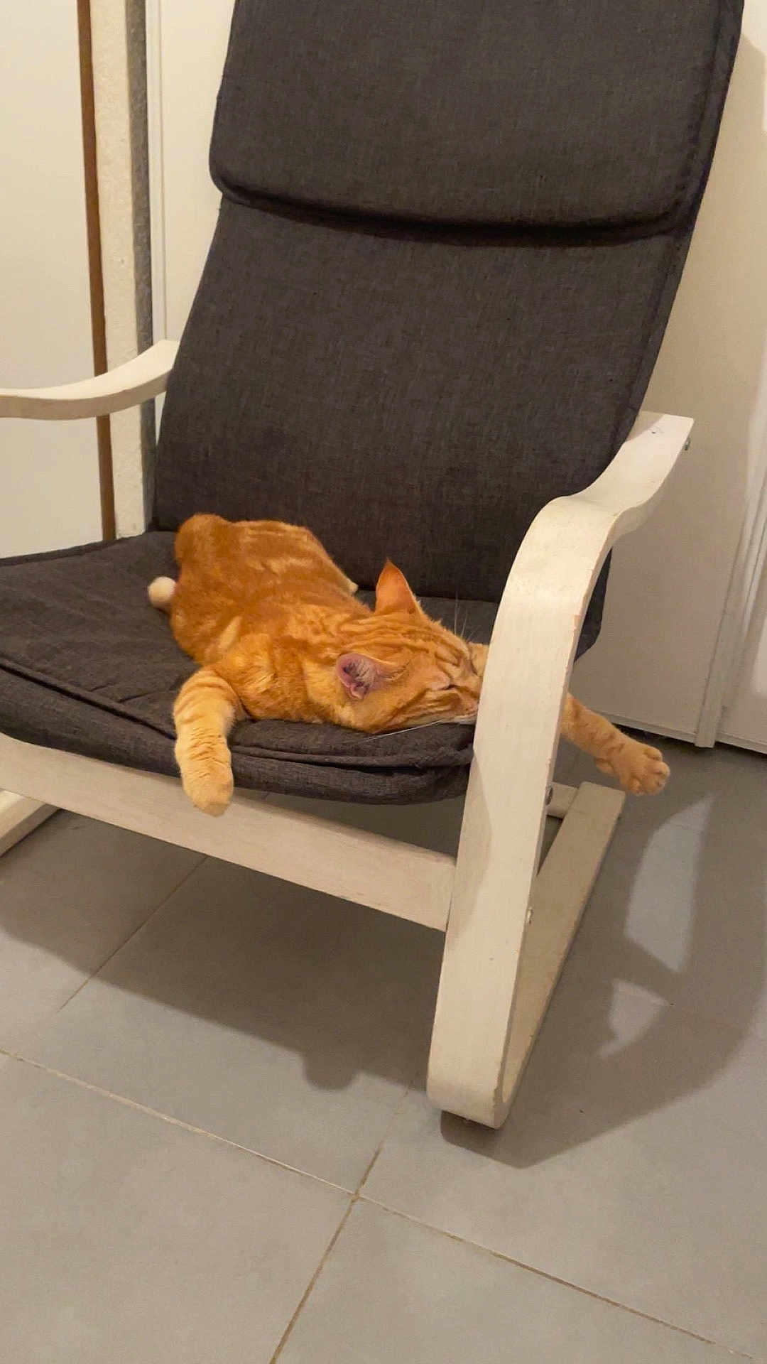 Caramel participe au concours pour gagner de l'argent avec cette photo : animal, cat, chair, comfort, cozy, cushion, domestic, feline, floor, furniture, ginger_cat, home, indoor, paw, pet, relaxing, resting, sleeping, stretching, tile
